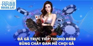 Đá gà trực tiếp Thomo RR88 ảnh đại diện