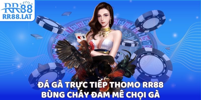 Đá gà trực tiếp Thomo RR88 ảnh đại diện