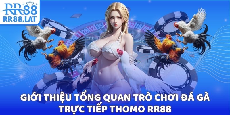 Giới thiệu tổng quan trò chơi đá gà trực tiếp Thomo RR88