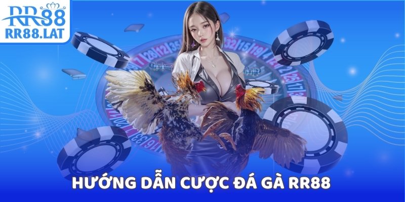 Hướng dẫn cược đá gà RR88