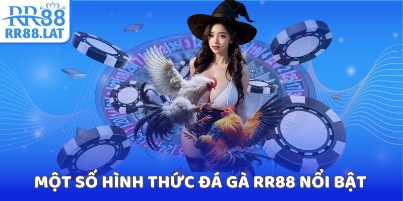 Một số hình thức đá gà RR88 hấp dẫn nhất