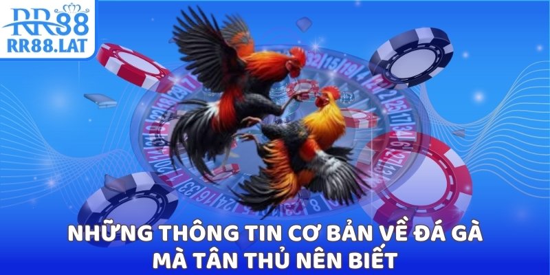 Những thông tin cơ bản về đá gà mà tân thủ nên biết